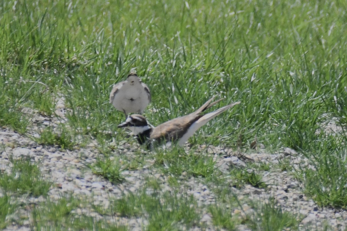 Killdeer - ML449430621