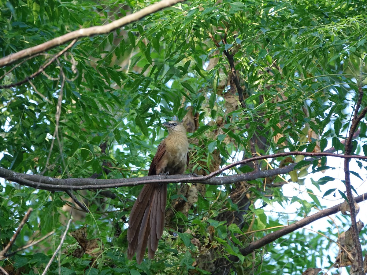 coucal sp. - ML449430781