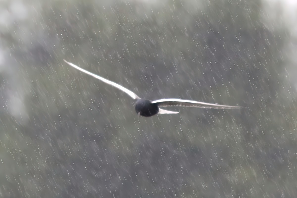 White-winged Tern - ML449430811