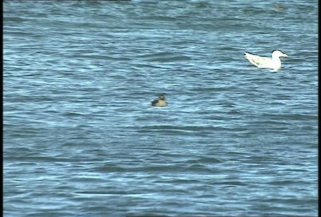 Rhinoceros Auklet - ML449432