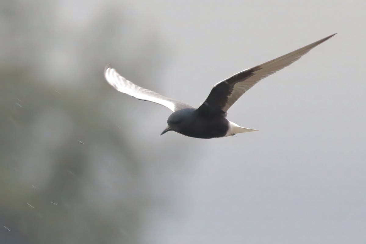 White-winged Tern - ML449432191