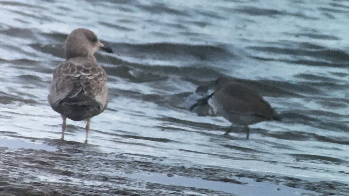 Iceland Gull (Thayer's) - ML44943271