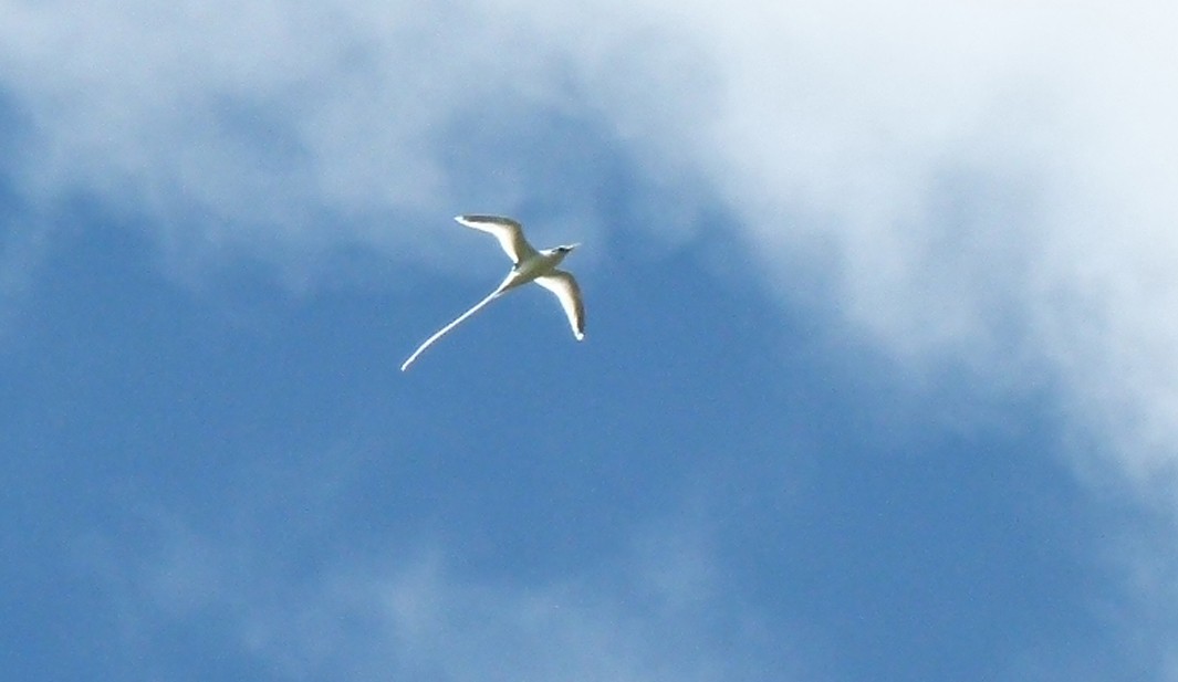 White-tailed Tropicbird - ML449433031