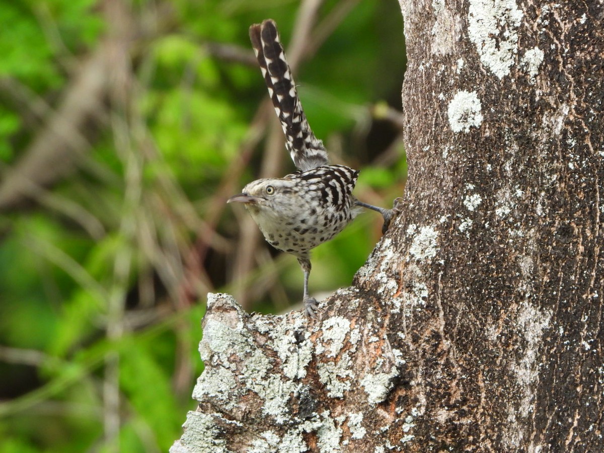 Stripe-backed Wren - ML449433201