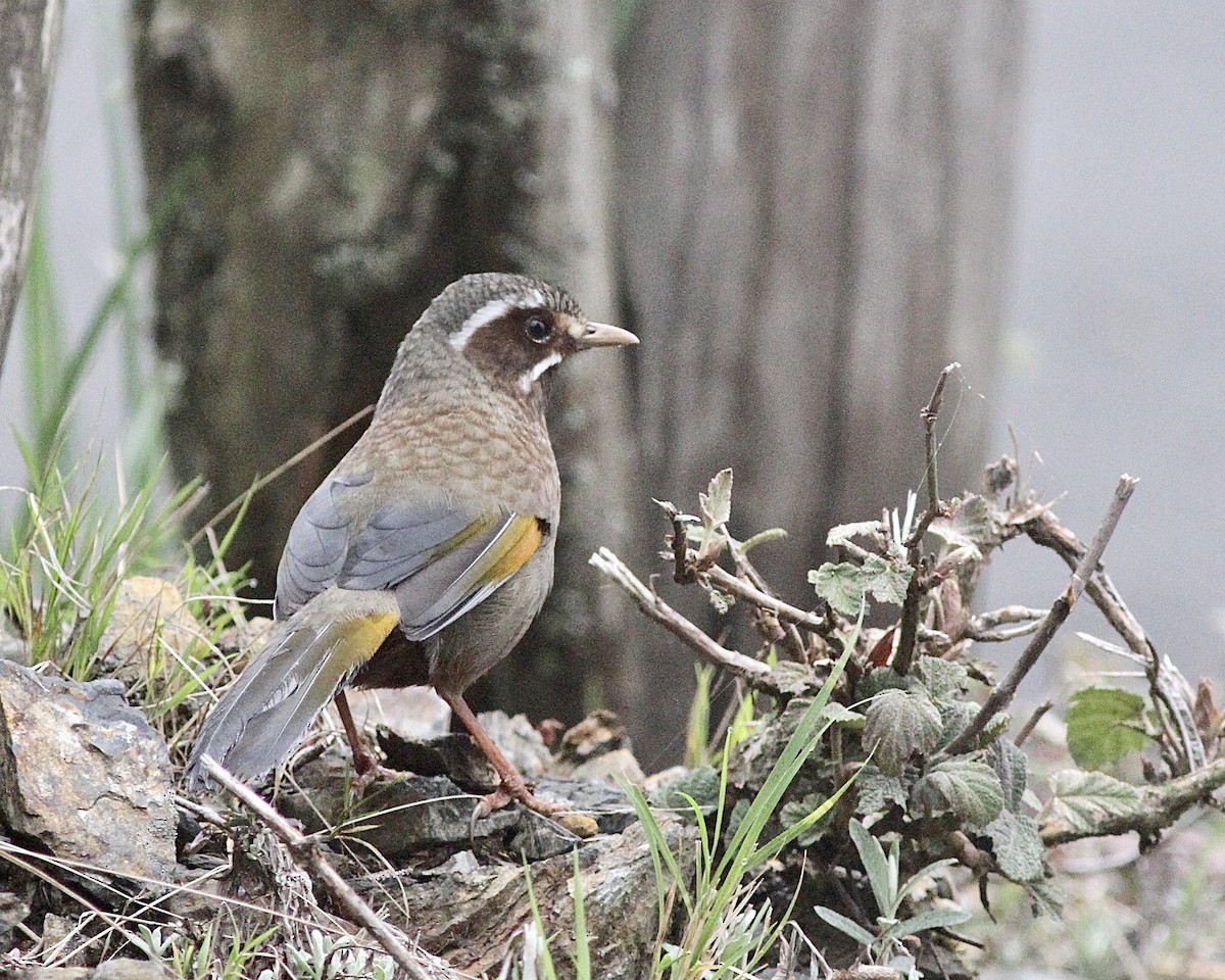 White-whiskered Laughingthrush - ML449433671