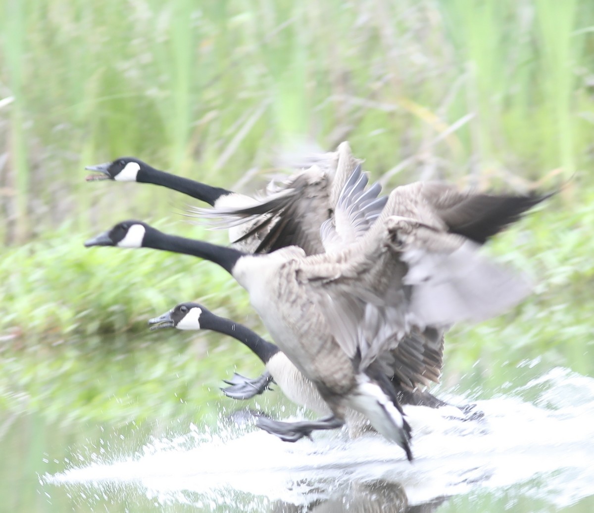 Canada Goose - ML449434101