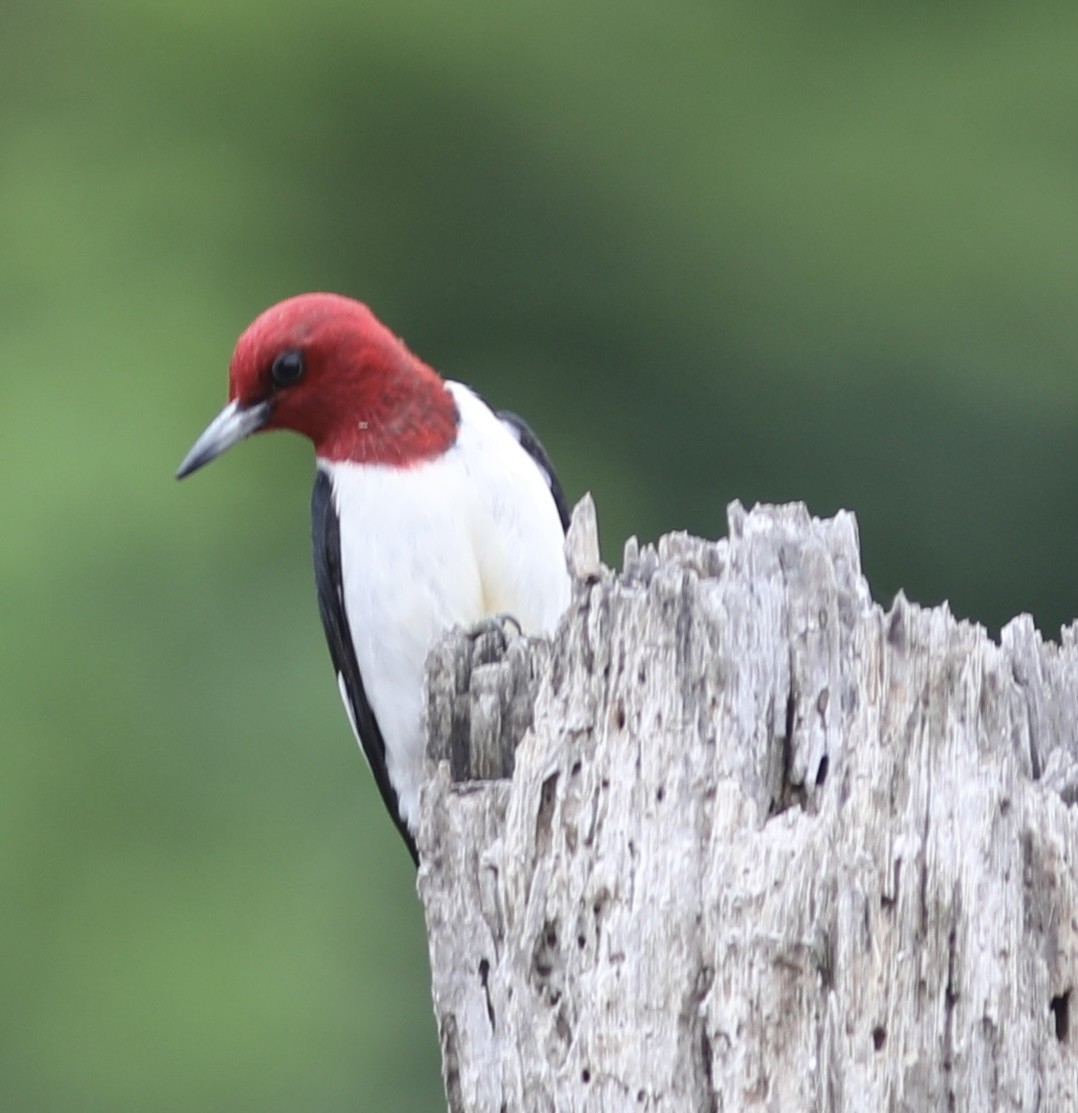 Red-headed Woodpecker - Vikas Madhav Nagarajan