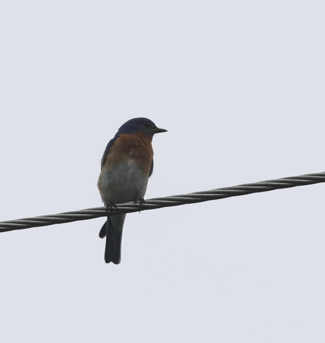 Eastern Bluebird - ML449434371