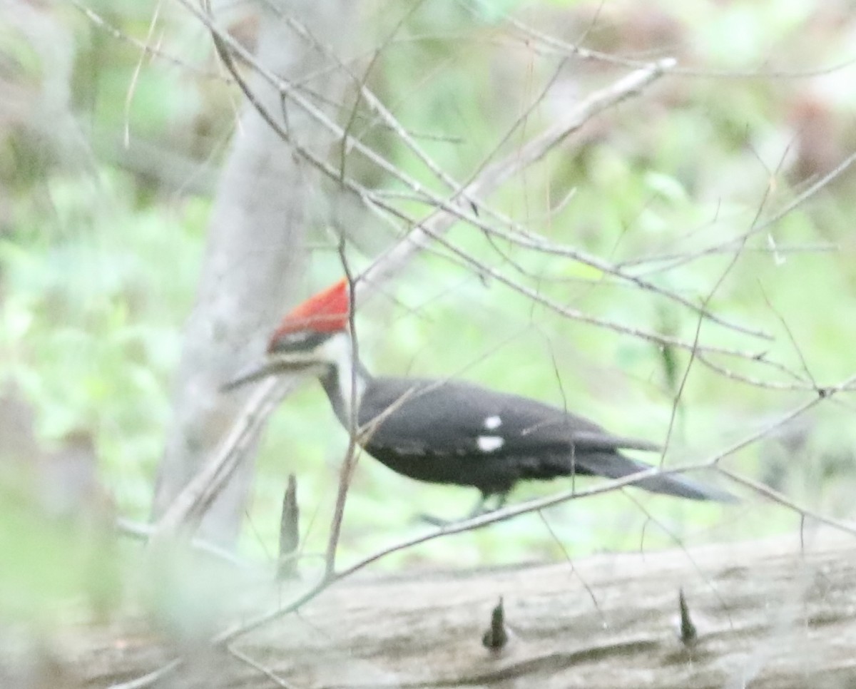 Pileated Woodpecker - ML449434401