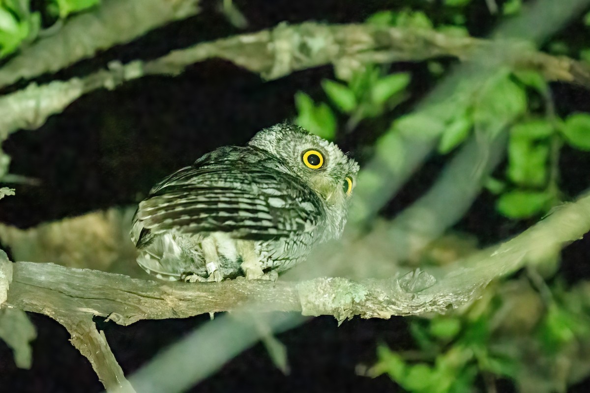 Whiskered Screech-Owl - ML449437001