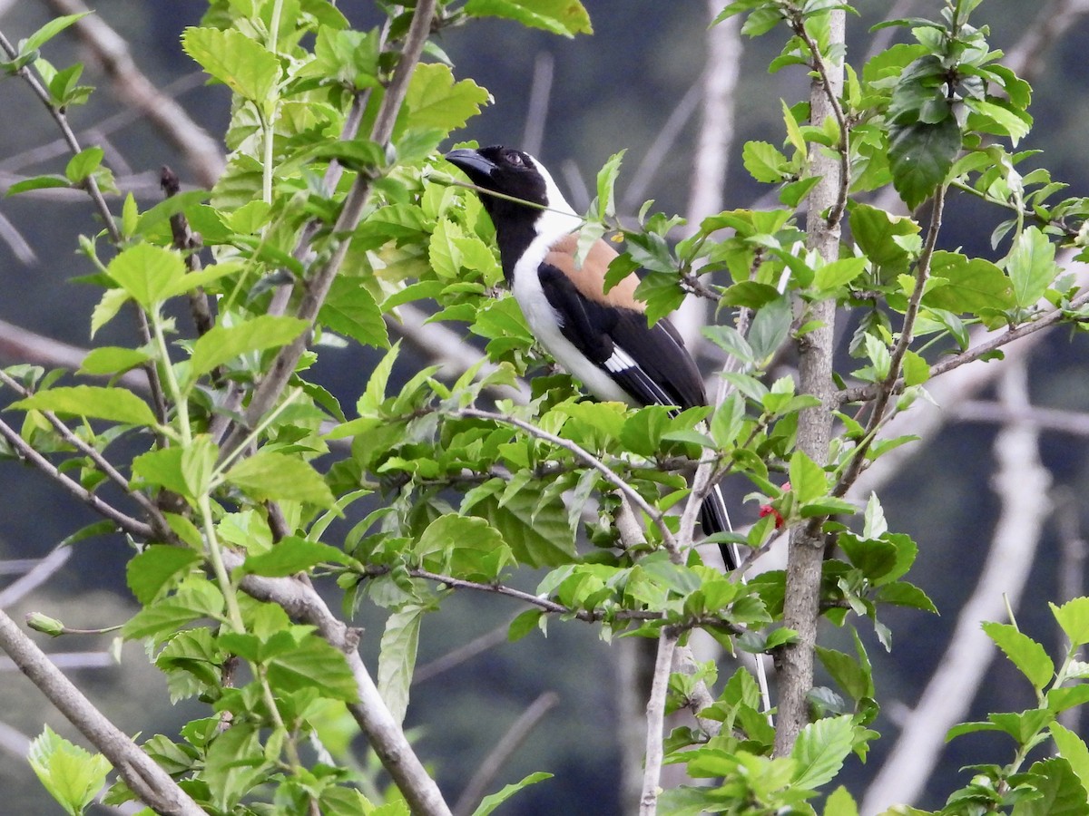 straka jižní - ML449437511