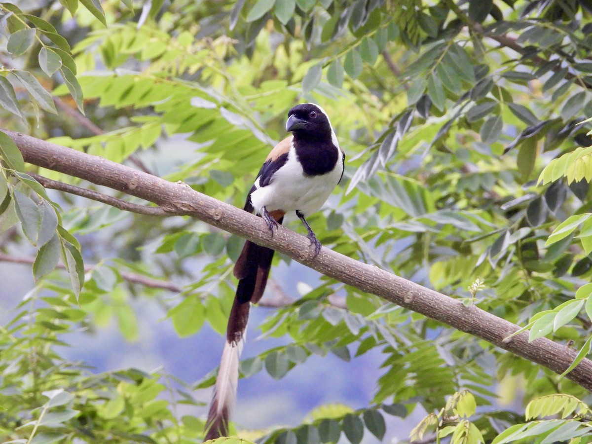 straka jižní - ML449437551