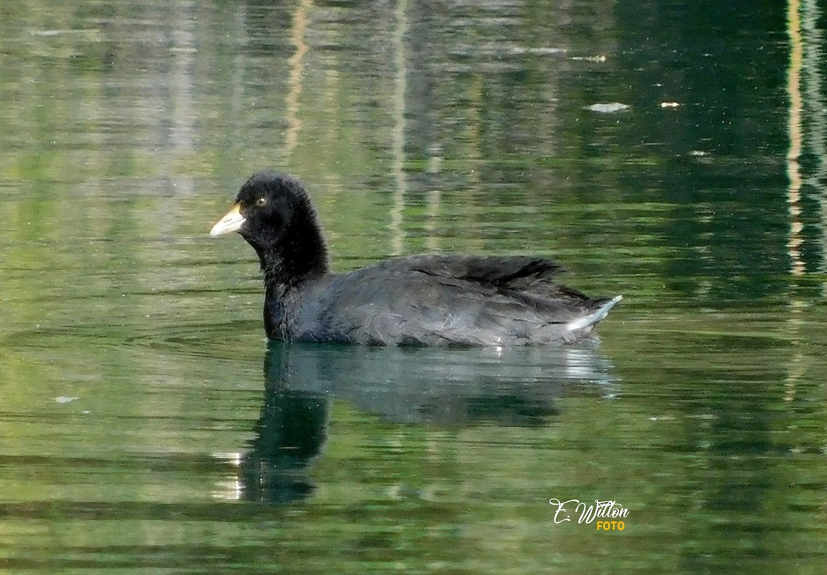 White-winged Coot - ML449437581