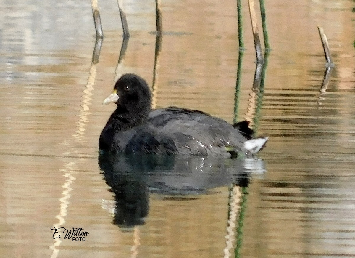 White-winged Coot - ML449437601