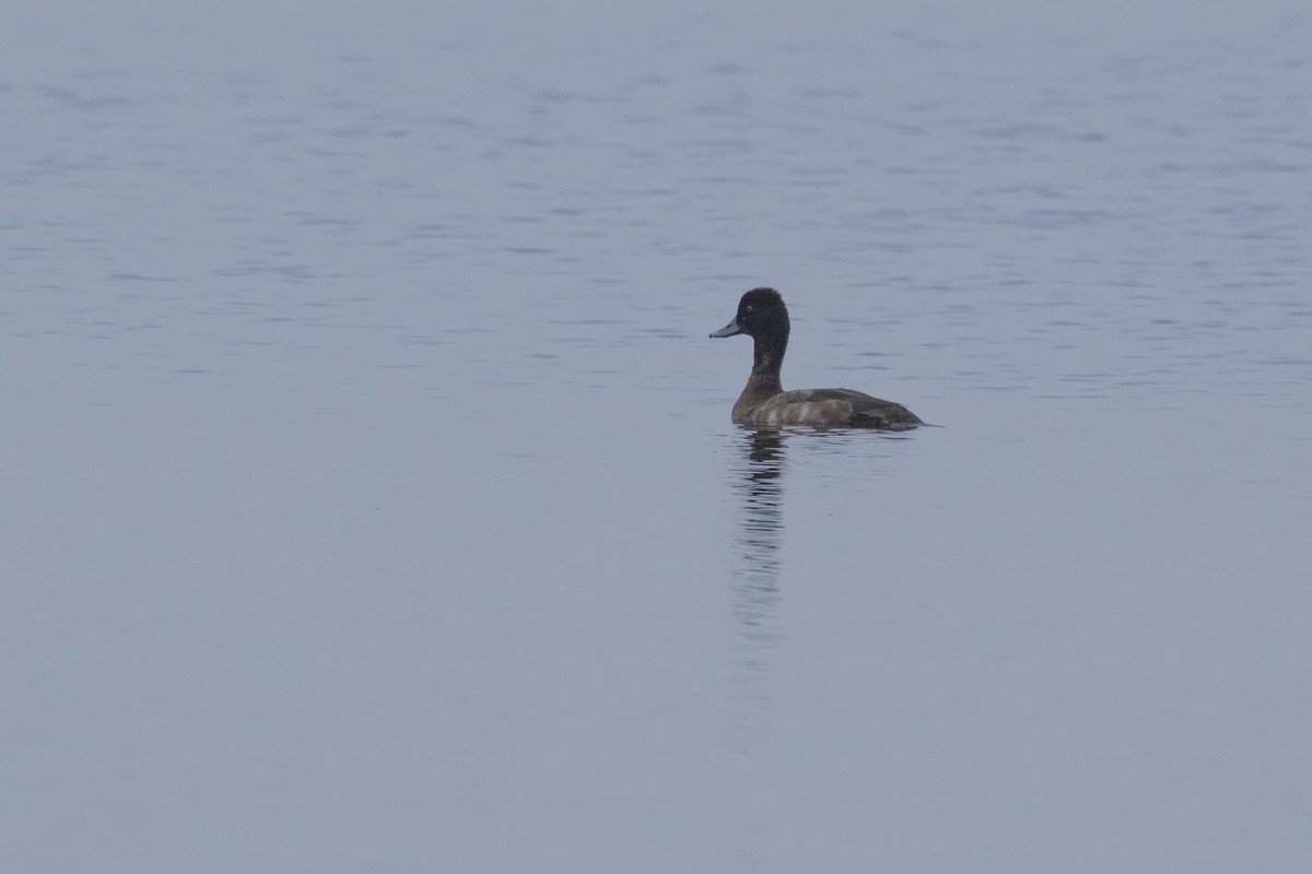 Greater Scaup - ML44943801