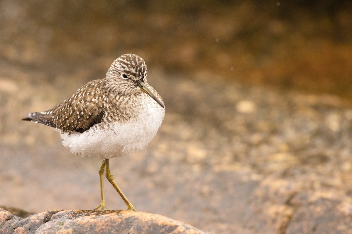 Solitary Sandpiper - ML449438041