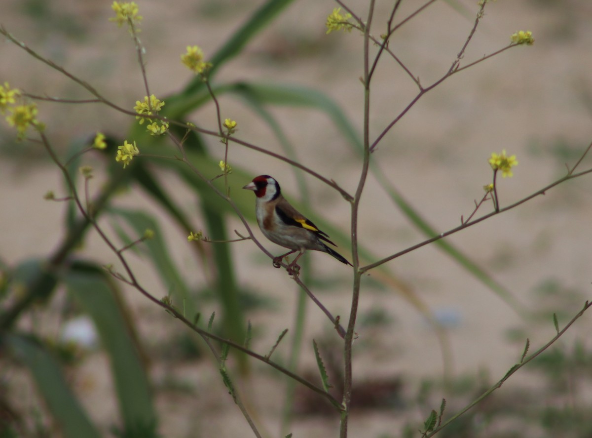 European Goldfinch - ML449438571