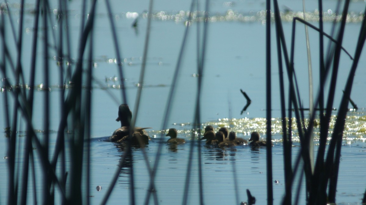 Canard colvert - ML449438781