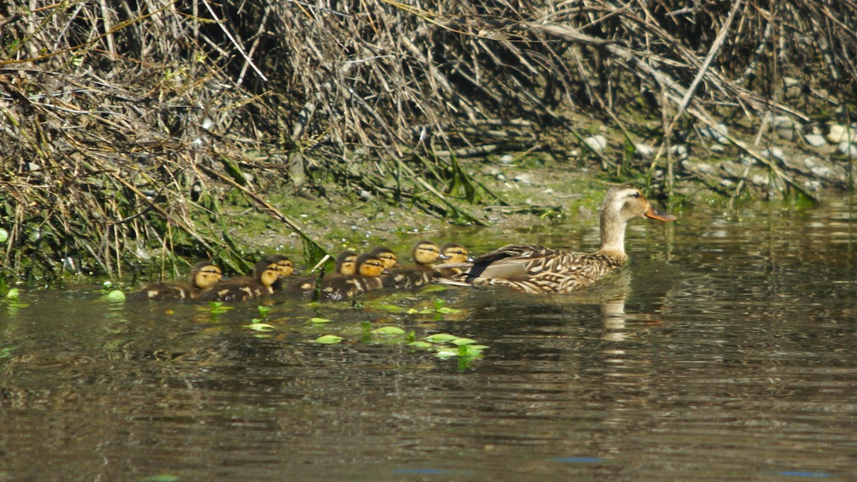 Mallard - ML449438811