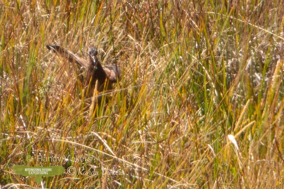 Virginia Rail (South American) - ML449439301