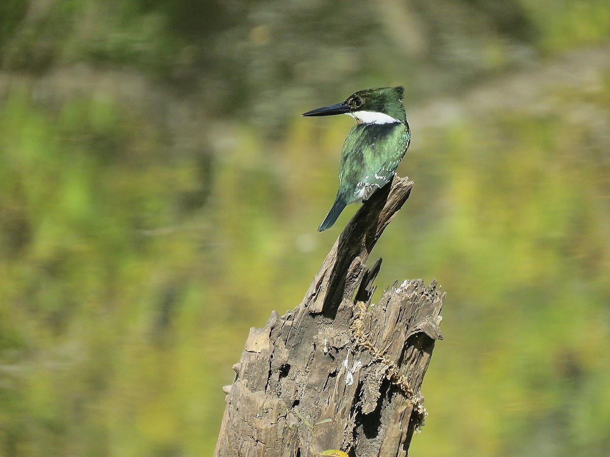 Green Kingfisher - ML449439761