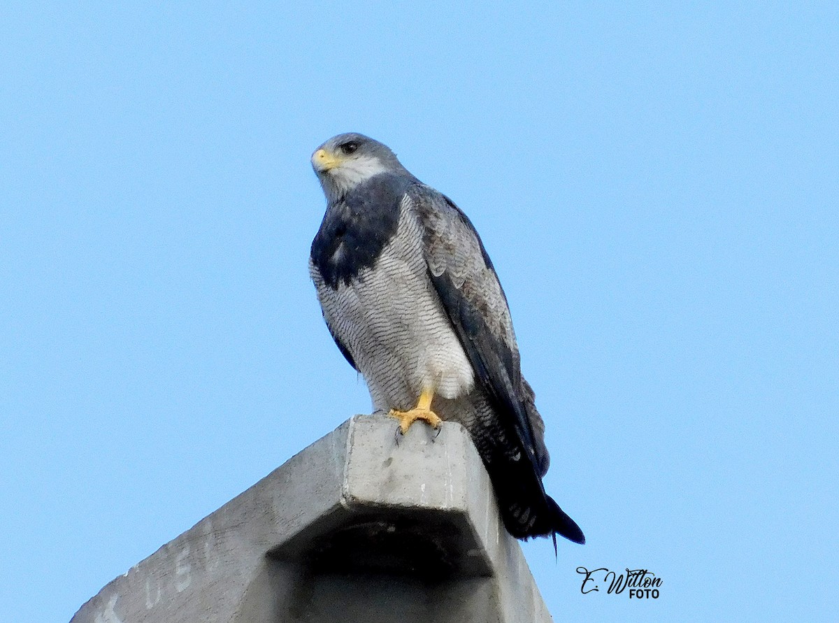 Black-chested Buzzard-Eagle - ML449440021