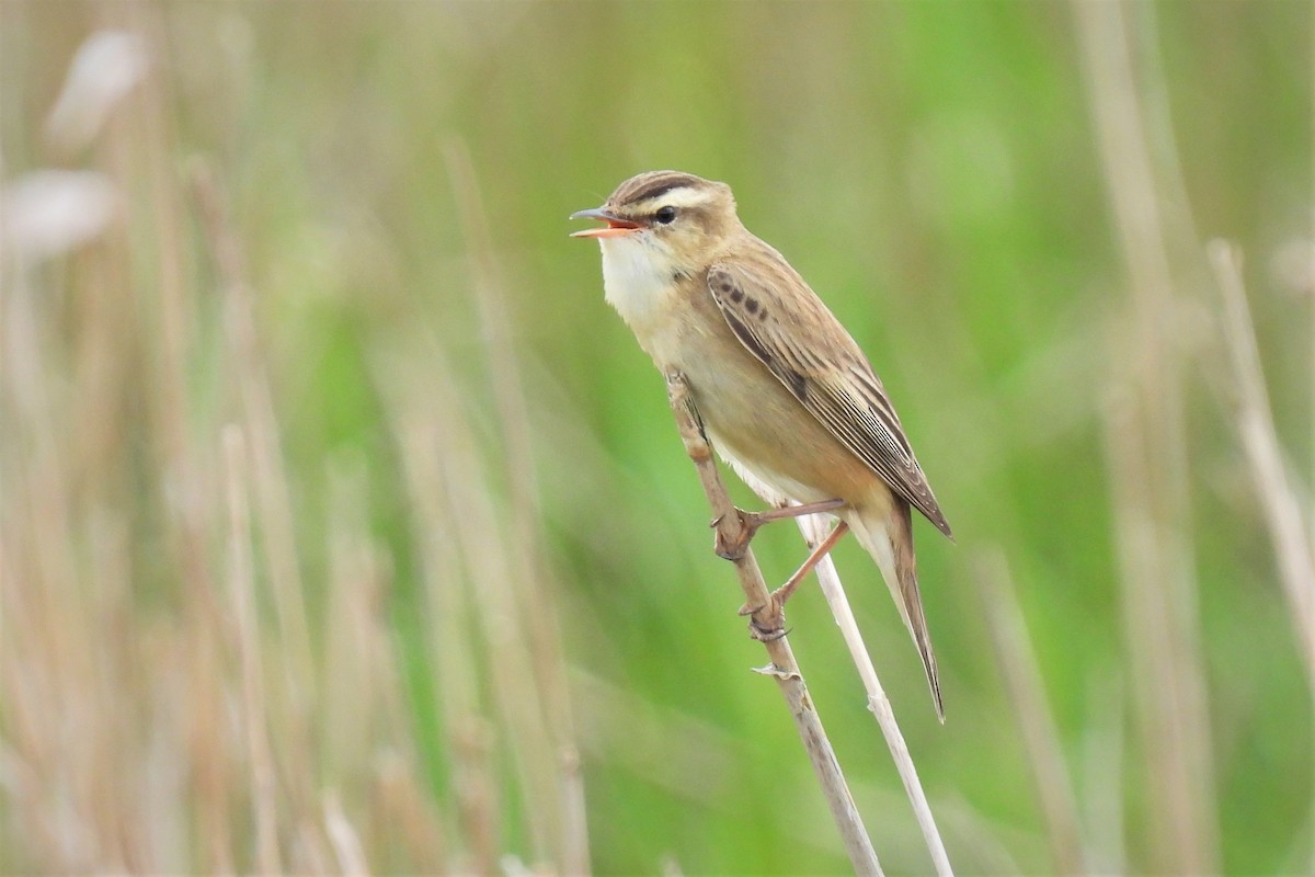 Sedge Warbler - ML449440121