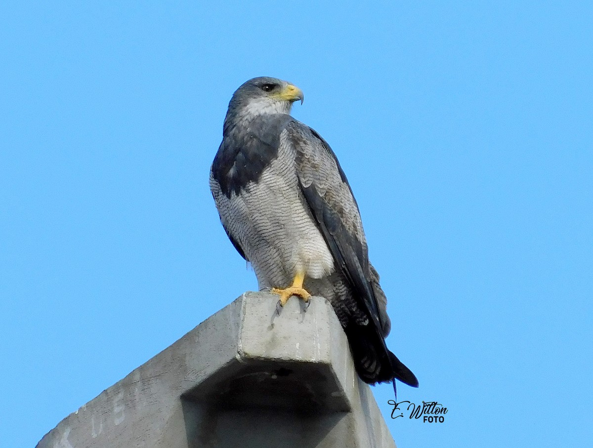 Black-chested Buzzard-Eagle - ML449440171