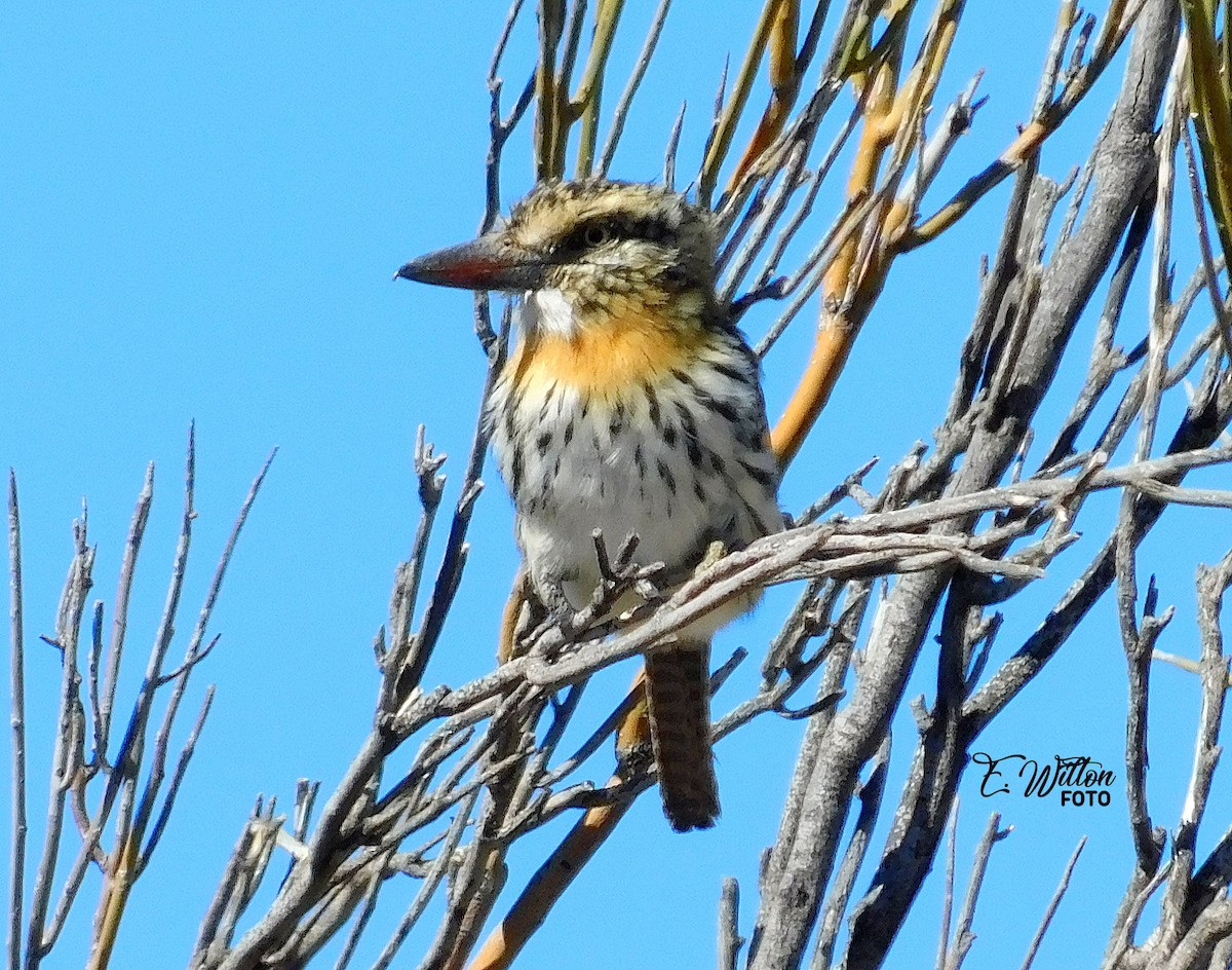 Spot-backed Puffbird - ML449440261