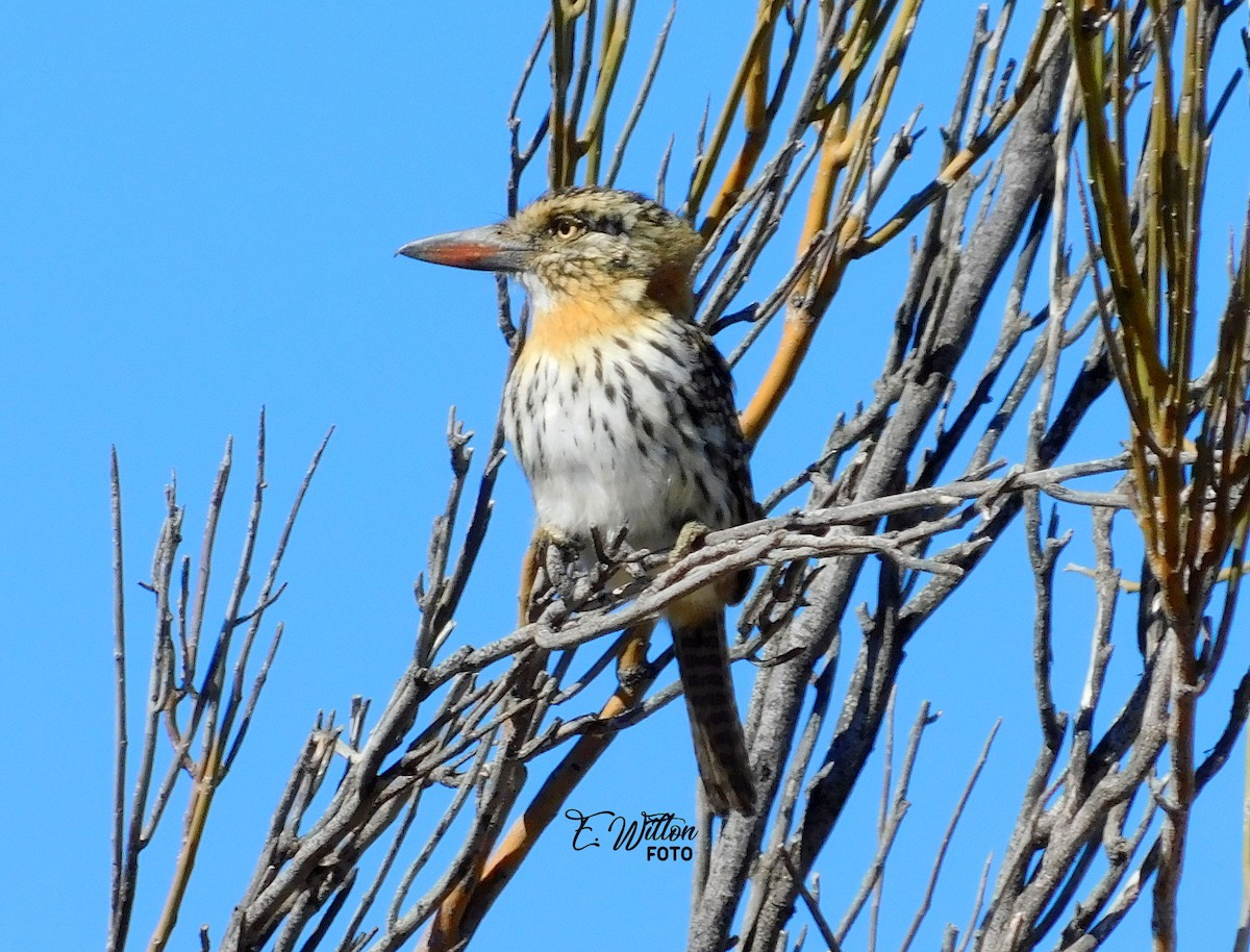 Spot-backed Puffbird - ML449440371