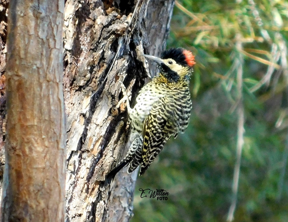 Green-barred Woodpecker - ML449440531
