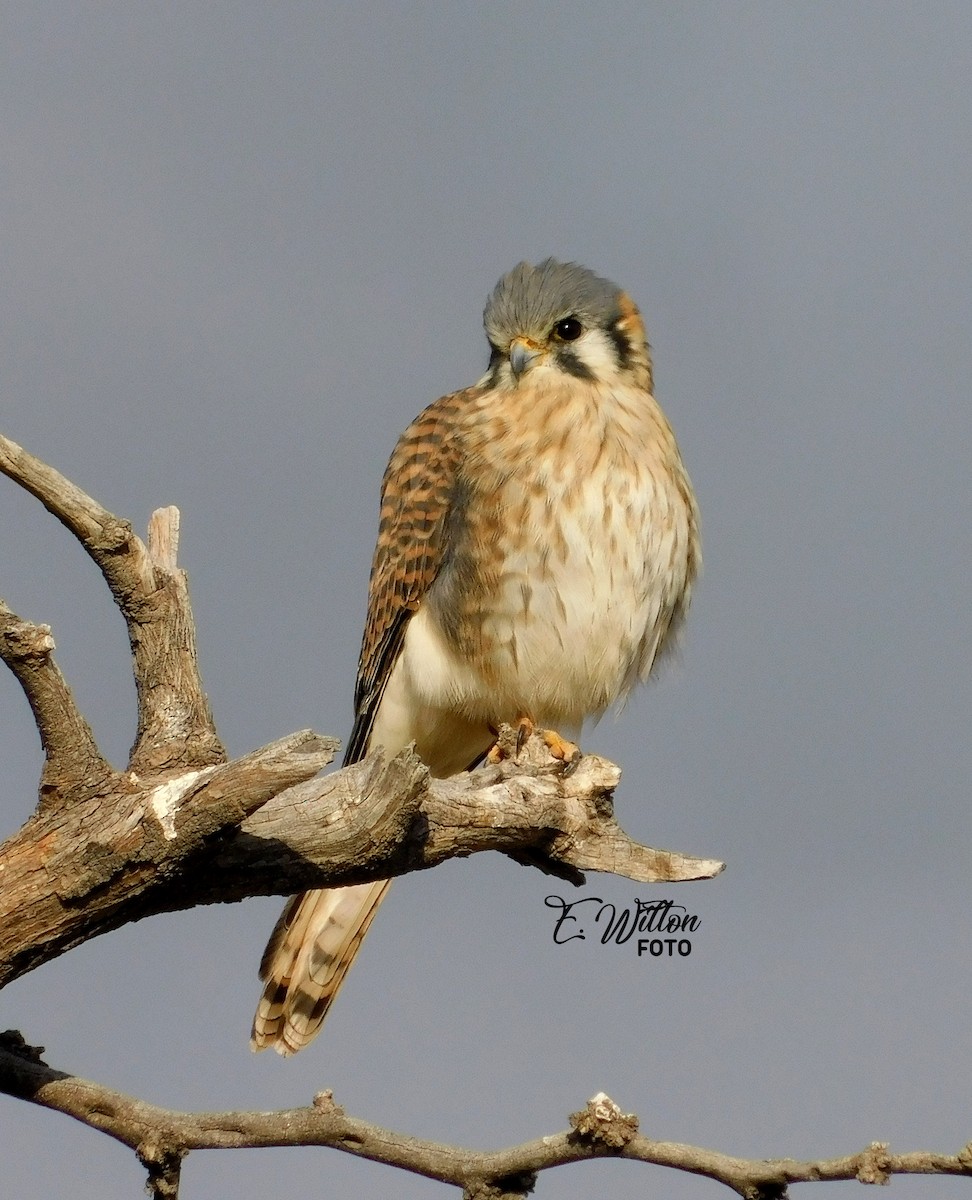 American Kestrel - ML449440721