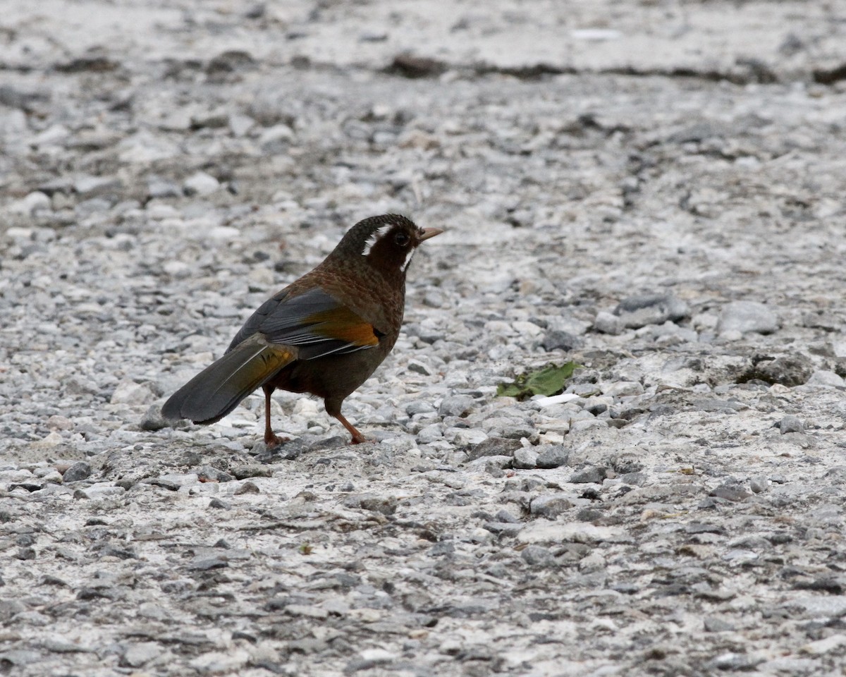 White-whiskered Laughingthrush - ML449440741