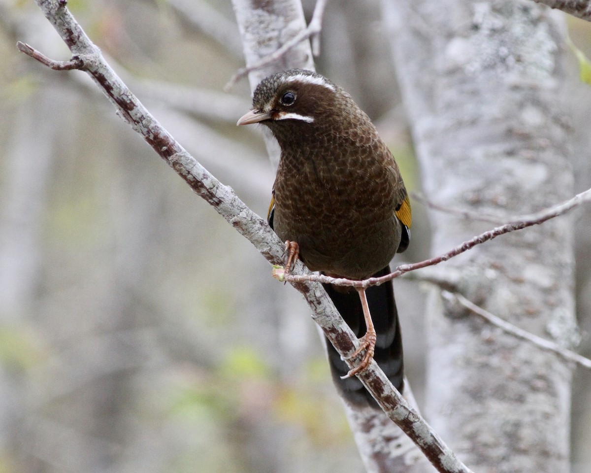 White-whiskered Laughingthrush - ML449440751