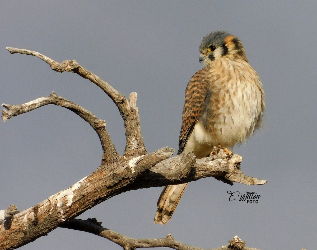 American Kestrel - ML449440871