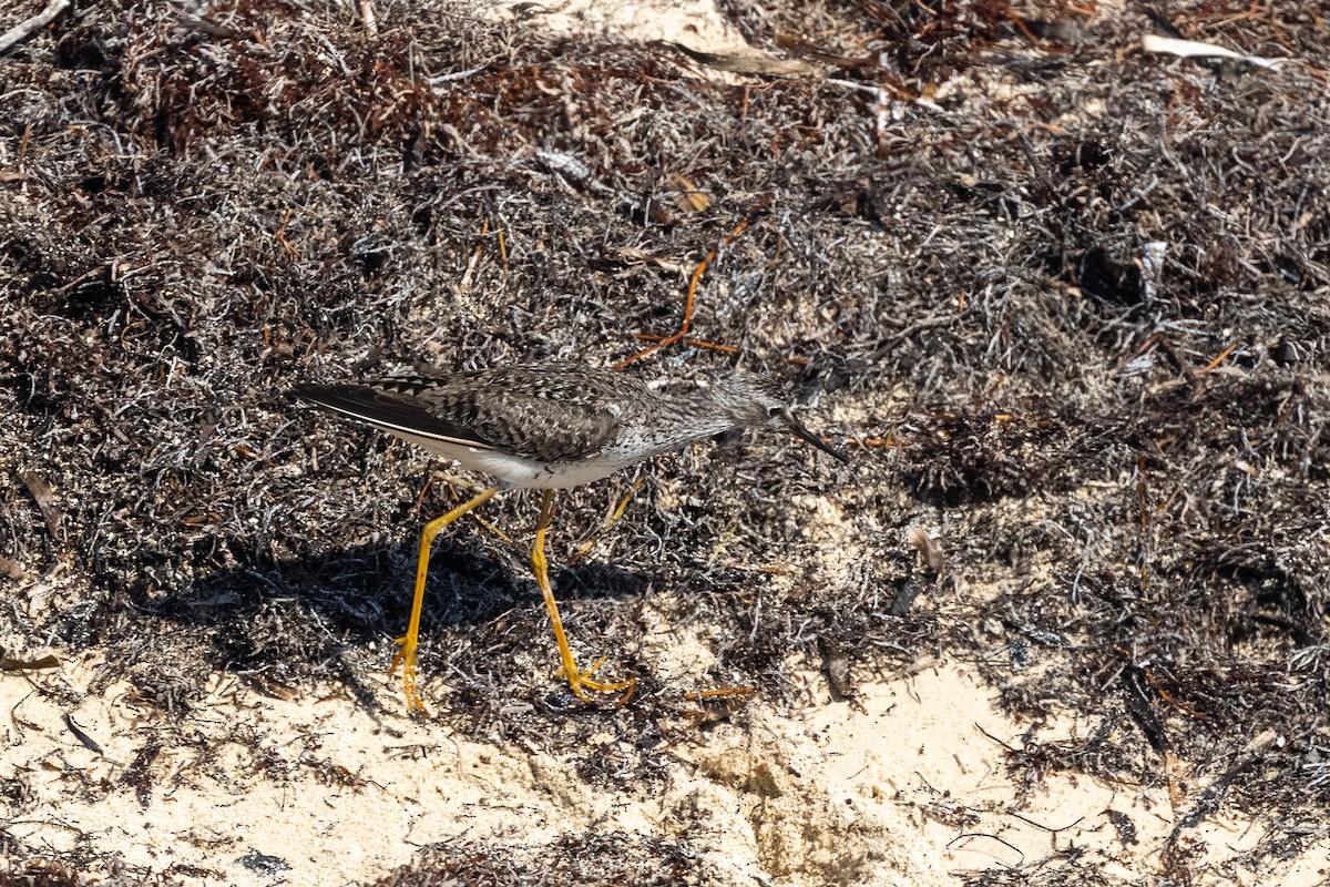 Lesser Yellowlegs - ML449440881