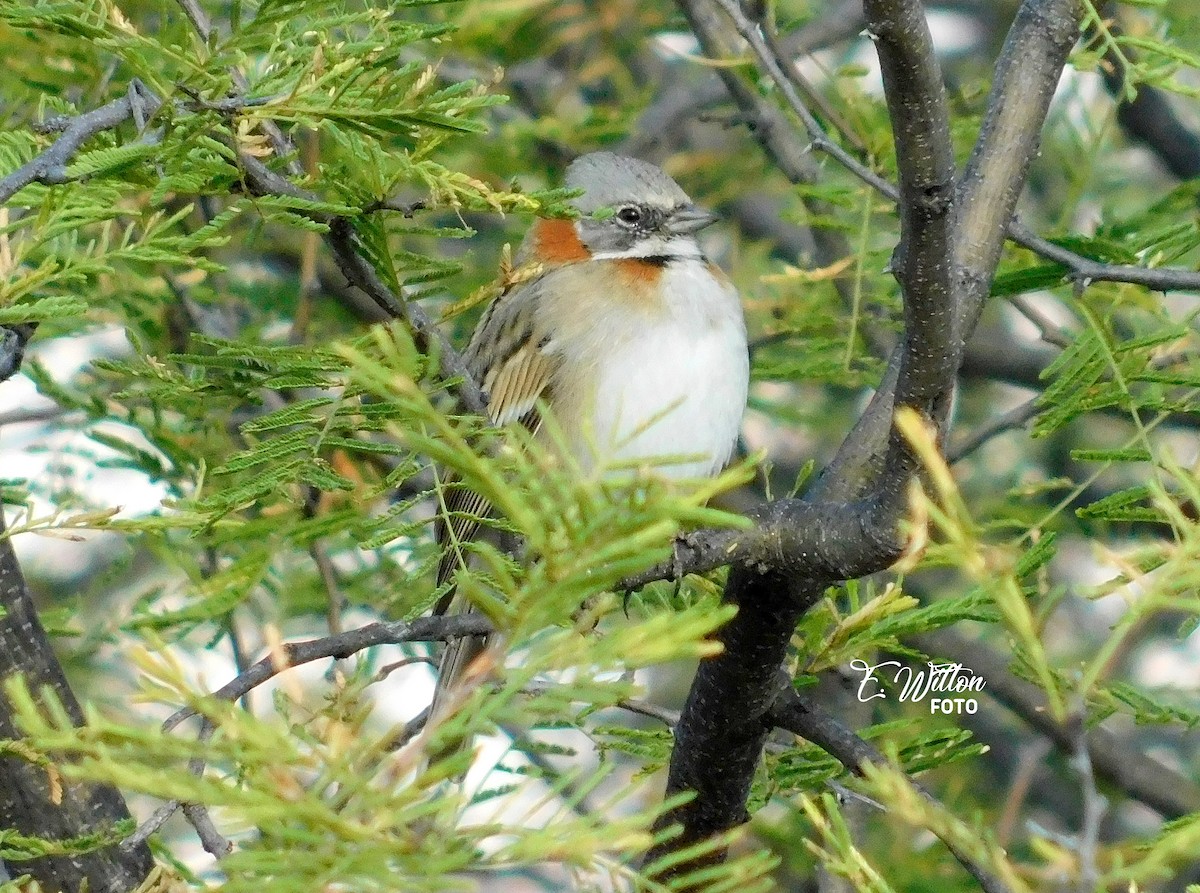 Rufous-collared Sparrow - ML449440961