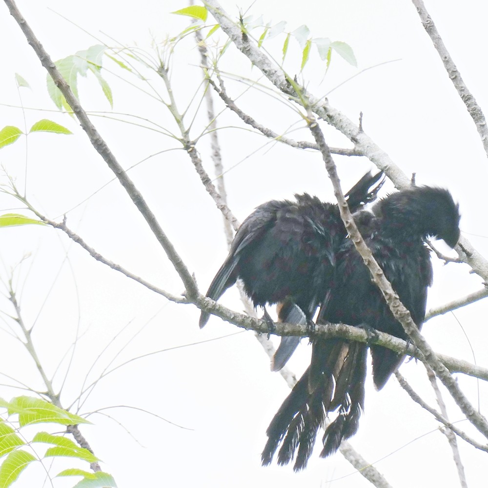 Groove-billed Ani - ML449440981