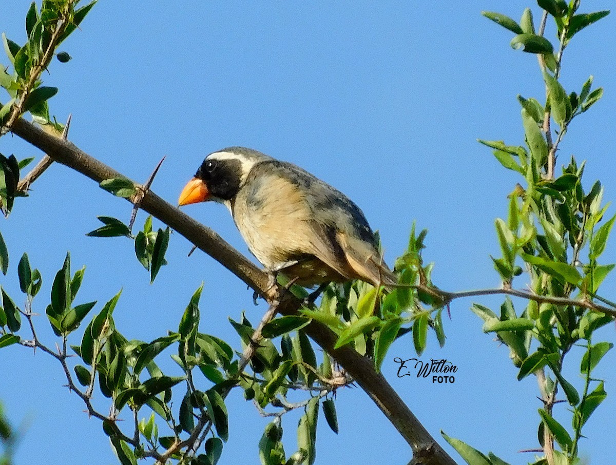 Golden-billed Saltator - ML449441131