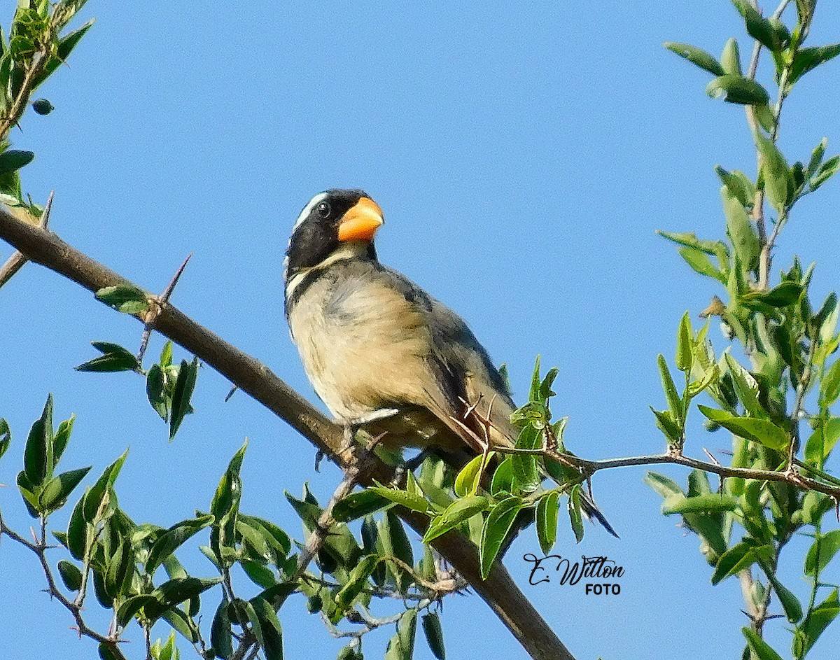 Golden-billed Saltator - ML449441141