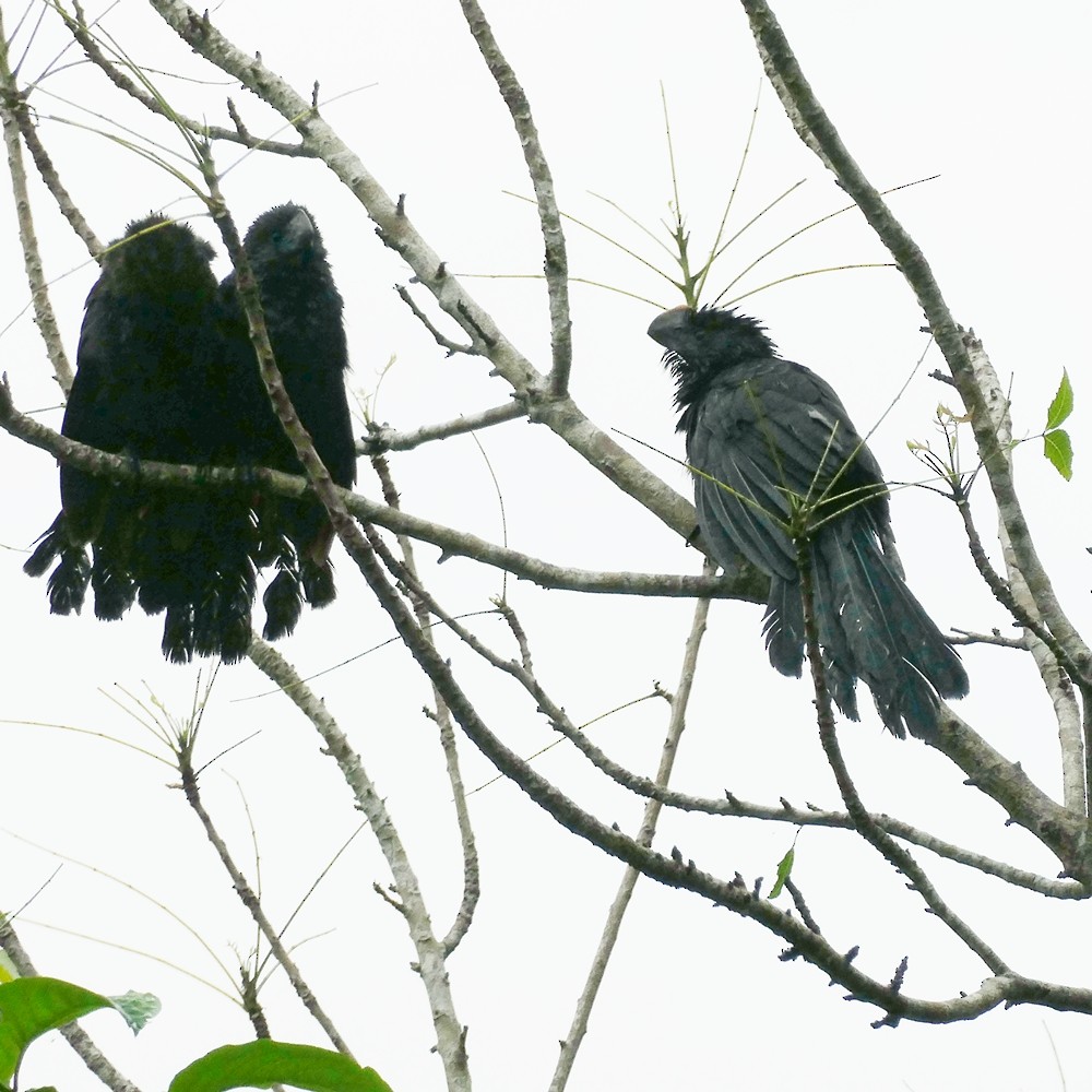 Groove-billed Ani - ML449441161