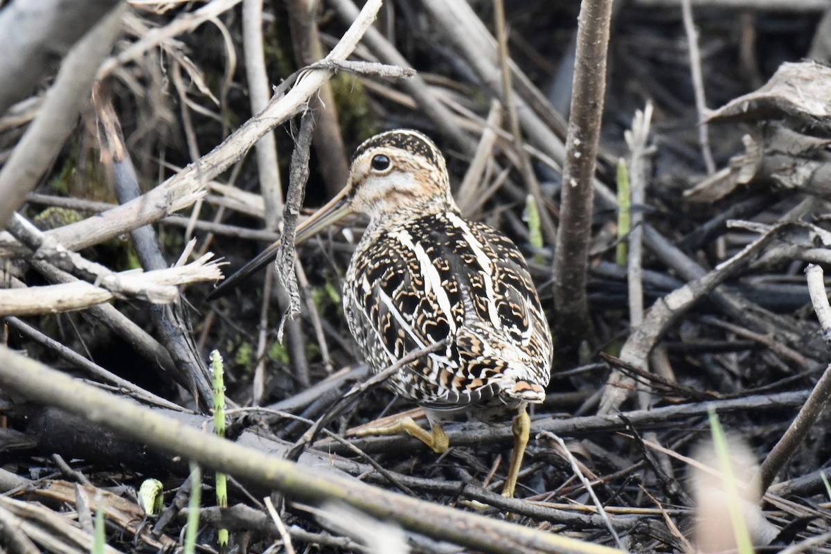 Wilson's Snipe - ML449441781