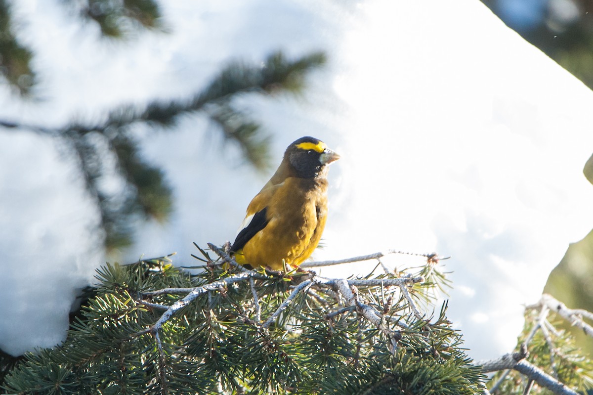 Evening Grosbeak - ML44944191