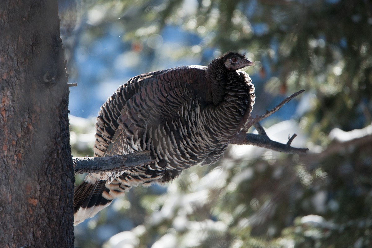 Wild Turkey - ML44944231