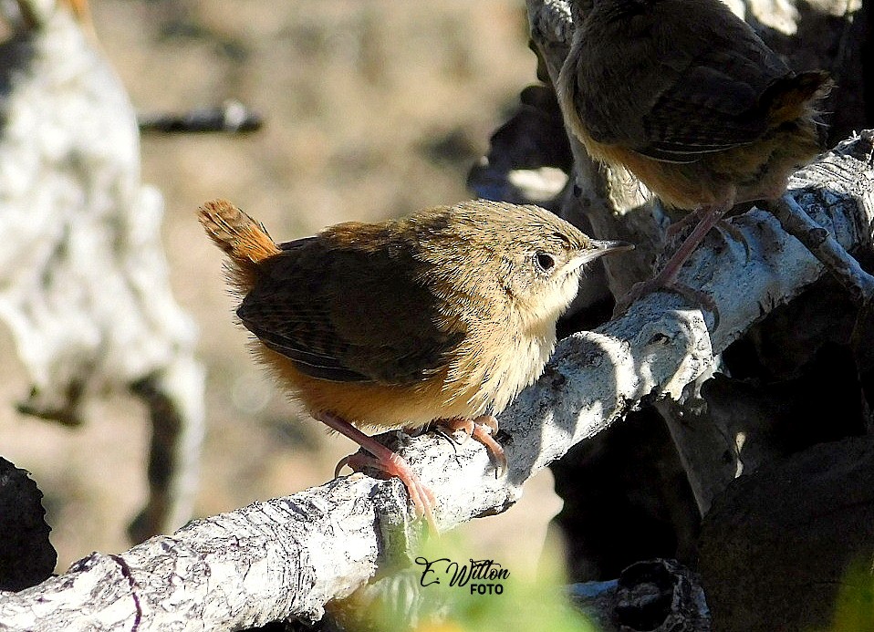 Southern House Wren - ML449443091