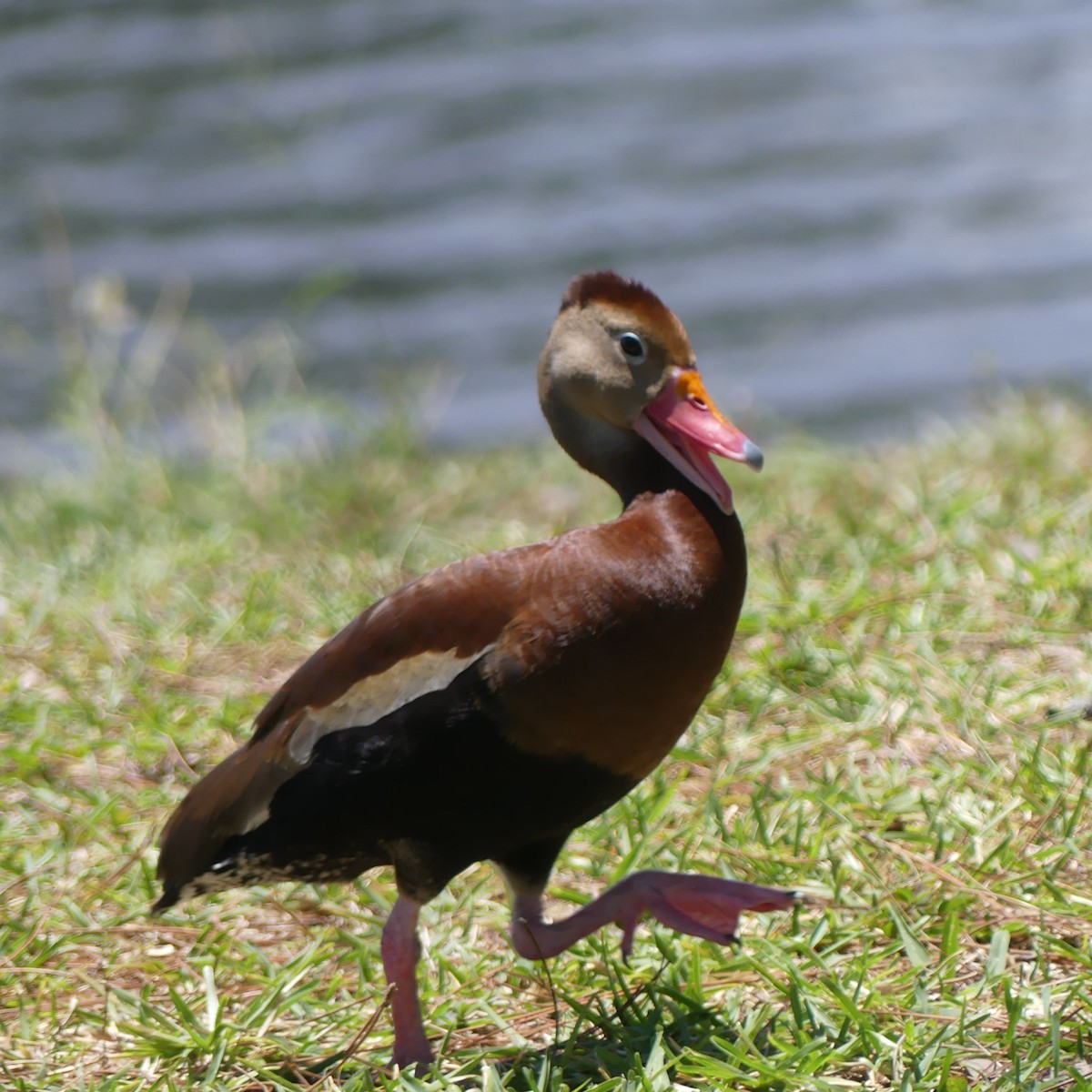 Black-bellied Whistling-Duck - Lawrence Yates