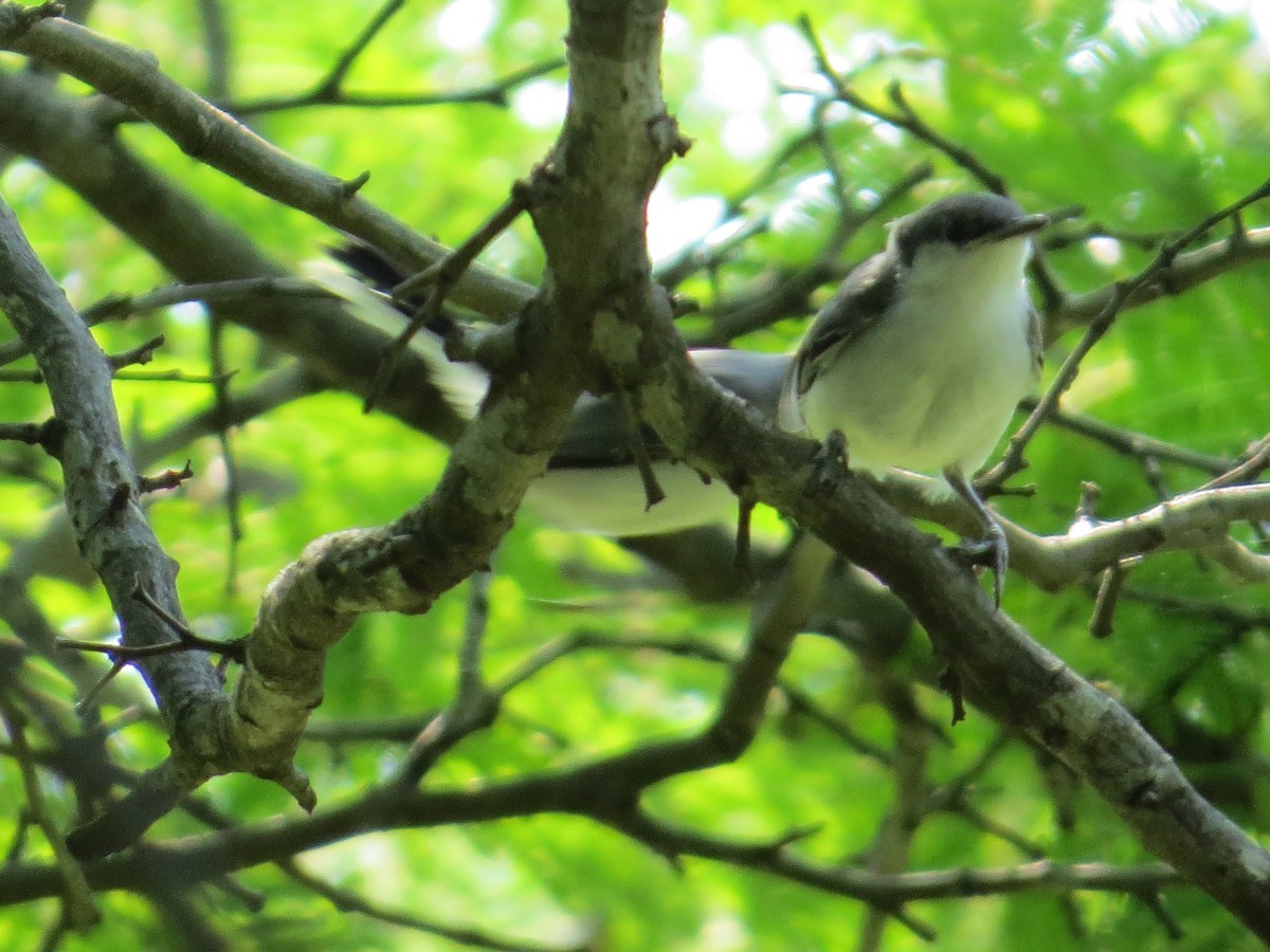 White-lored Gnatcatcher - ML449443421