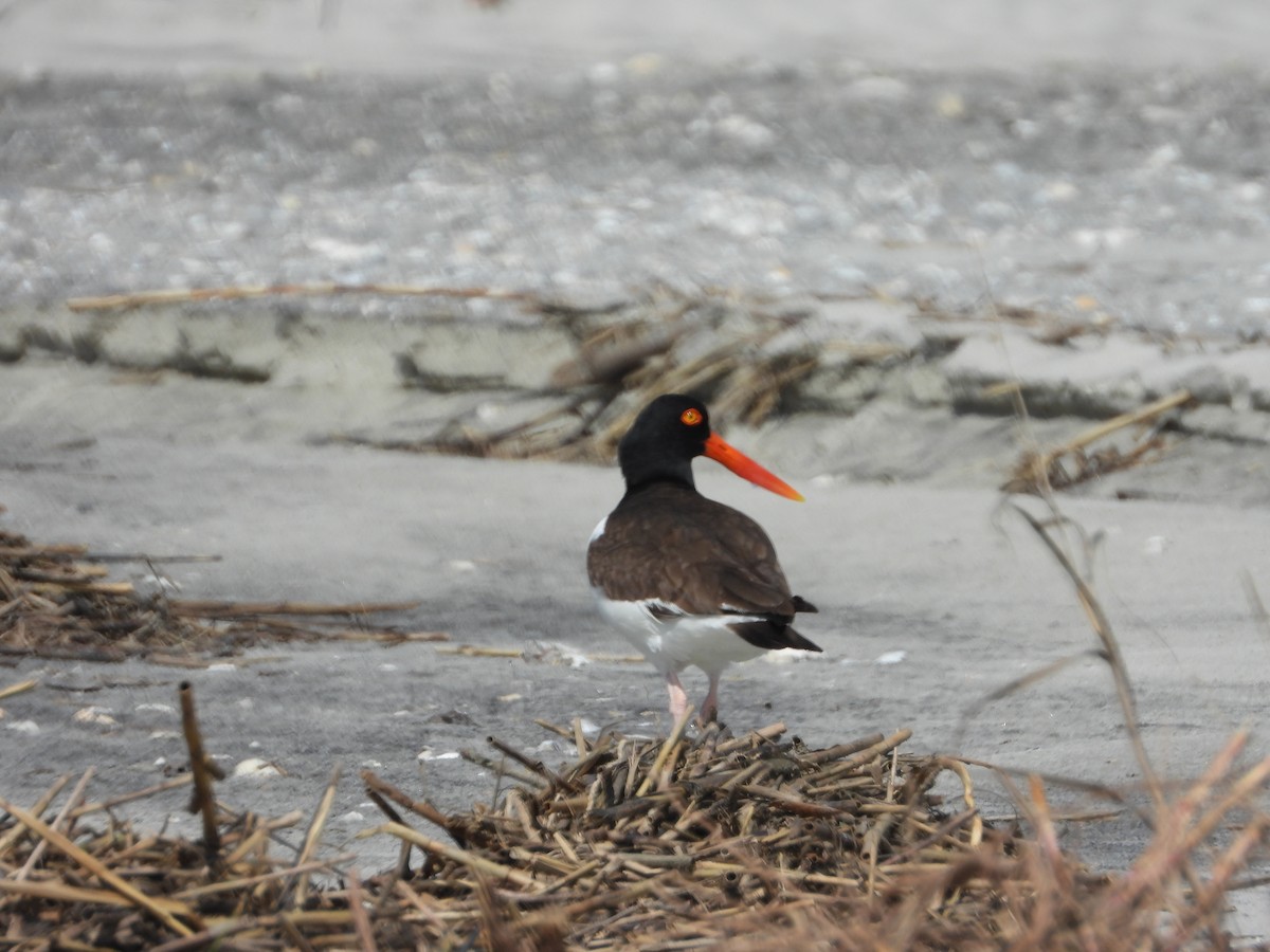 American Oystercatcher - ML449443611