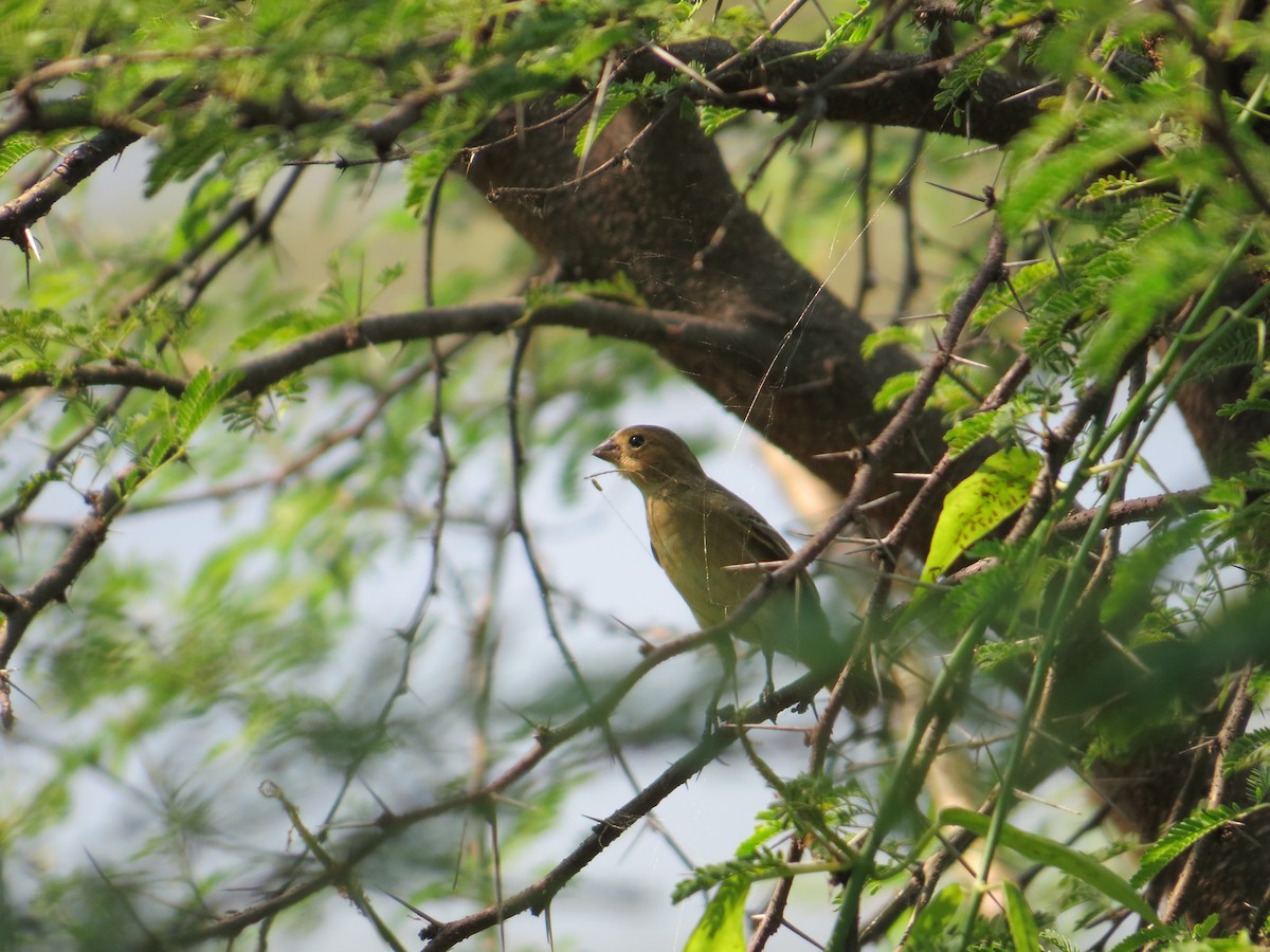 Ruddy-breasted Seedeater - ML449443641