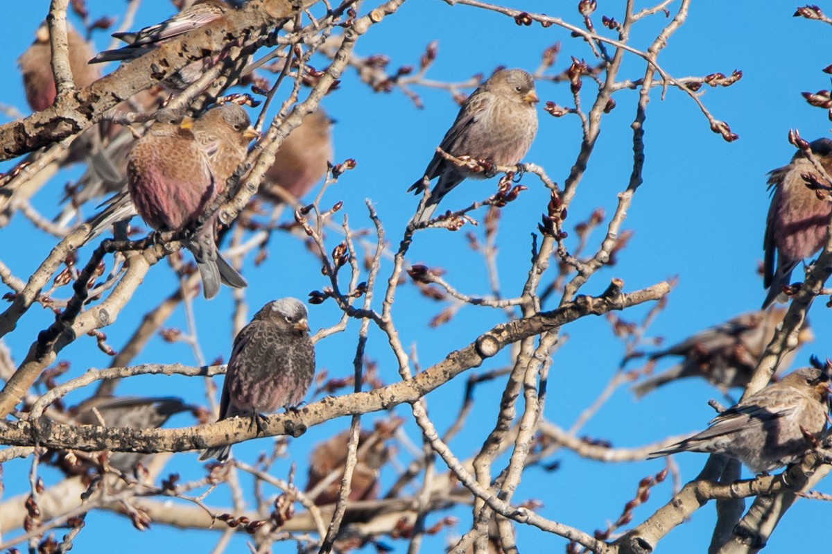 Black Rosy-Finch - Taylor Long